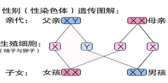 二代供卵试管婴儿费用,试管婴儿供卵费用