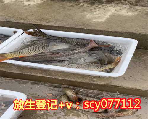 湛江小金鱼放生，湛江哪里可以放生鱼苗的地方，湛江哪个湖可以放生鱼