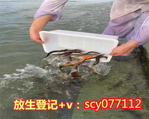 滁州个人放生，滁州过生日放生乌龟好吗，滁州农历四月哪天适合放生鱼
