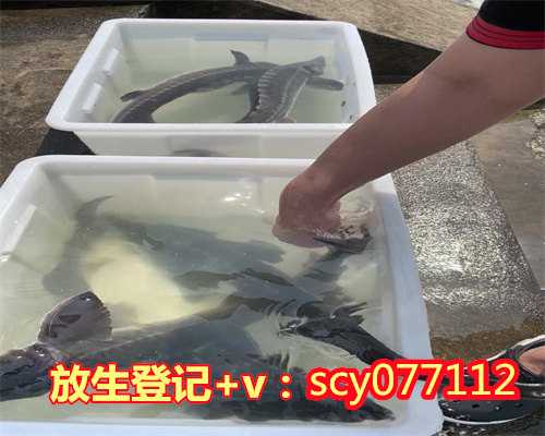 北京哪里能放生鱼苗，北京数十人臭水中放生500斤活鱼鱼入水即死亡